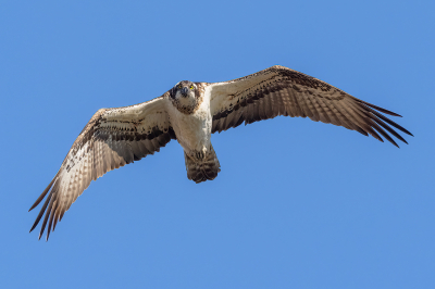 <i class='fa fa-user'></i> Marcel van der Tol |   Visarend  <i class='fa fa-eye'> 304</i>  <i class='fa fa-thumbs-up'> 11</i>   <i class='fa fa-comment-o'> 11</i>