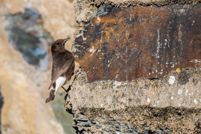 <i class='fa fa-user'></i> pjvantuil |   Zwarte Tapuit  <i class='fa fa-eye'> 168</i>   <i class='fa fa-comment-o'> 2</i>