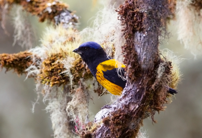 <i class='fa fa-user'></i> charlysax |   Goudrugbergtangare  <i class='fa fa-eye'> 136</i>  <i class='fa fa-thumbs-up'> 9</i>   <i class='fa fa-comment-o'> 3</i>