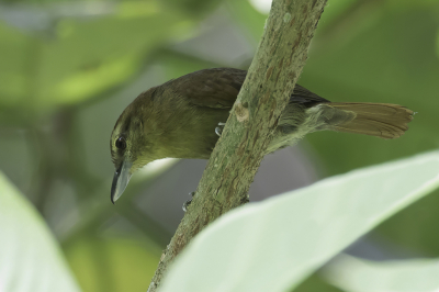 <i class='fa fa-user'></i> Paul van Giersbergen |   Rosse Mierklauwier  <i class='fa fa-eye'> 83</i>  <i class='fa fa-thumbs-up'> 1</i>   <i class='fa fa-comment-o'> 1</i>