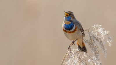 <i class='fa fa-user'></i> Theo Jacobs |   Blauwborst  <i class='fa fa-eye'> 312</i>  <i class='fa fa-thumbs-up'> 4</i>   <i class='fa fa-comment-o'> 7</i>