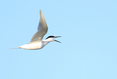 Voor de maandopdracht wilde ik toch iets anders proberen als al die baltsende vogels. Toen ik op het strand in de Top van Texel stond vlogen de Grote Sterns af en toe razendsnel weer voorbij. Ze maken dan geregeld een kenmerkend krijsend geluid. Dus in het uurtje dat ik er stond een foto van een krijsende Stern proberen te maken. Dat is gelukt.