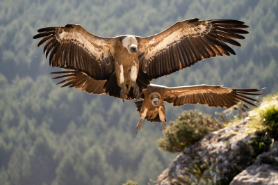 <i class='fa fa-user'></i> John_Jak |   Vale Gier  <i class='fa fa-eye'> 203</i>   <i class='fa fa-comment-o'> 4</i>