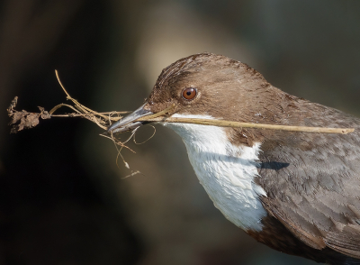 Afgelopen zaterdag ook een kijkje gaan nemen bij de Roodbuikwaterspreeuwen, soort Cinclus cinclus aquaticus.

Er is reeds een jongen uitgevlogen (ja, helaas maar 1) en die wordt nu in de buurt van het nest nog een tijdje gevoerd.

Ondertussen wordt het nest door de ouders verschoond en opnieuw ingericht voor de 2e ronde. Hier kwam hij/zij wel zeer kortbij met nieuw nestmateriaal. Dat materiaal word trouwens zeer zorgvuldig uitgekozen. Soms word het zelfs nog ff afgespoeld in het stromende water alvorens het naar het nest word gebracht. 

Ik stond er ongecamoufleerd, als je rustig blijft dan kunnen ze aardig dichtbij komen.

Een prachtige en zeer fascinerende vogel is het.

Sony RX10M4, uit de hand.