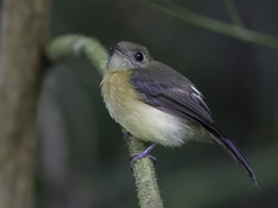 <i class='fa fa-user'></i> Paul van Giersbergen |   Zwavelstuittiran  <i class='fa fa-eye'> 81</i>   <i class='fa fa-comment-o'> 0</i>