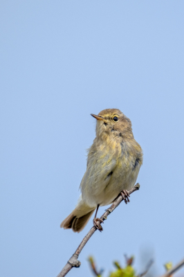 mooie tjiftjaf in de Amsterdamse waterleidingduinen. Deze konden we niet laten lopen. Er waren er genoeg maar moeilijk te fotograferen.