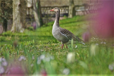 <i class='fa fa-user'></i> hesterb |   Grauwe Gans  <i class='fa fa-eye'> 151</i>   <i class='fa fa-comment-o'> 5</i>