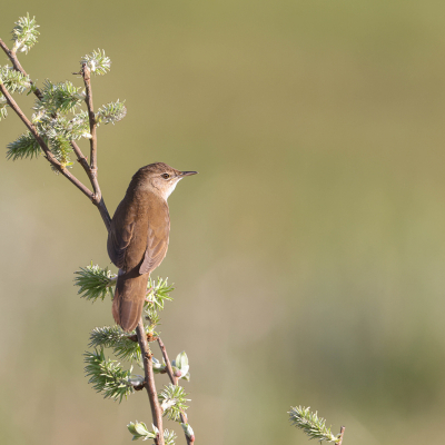 Volop zingende snorren in de Wieden. Om een vrij zittende vogel te krijgen is andere koek. Er was 1 wilgje waar de takken redelijk ver uit elkaar stonden , midden in het territorium van de snor. Na lang wachten ging de vogel daar zitten waar ik op hoopte. Het kleine takje expres niet verwijderd , vond het wel een toegevoegde waarde hebben ( persoonlijk ). De snor is een niet erg in het oog springende vogel , maar maakt lawaai voor tien.