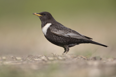 <i class='fa fa-user'></i> Luc Meert |   Beflijster  <i class='fa fa-eye'> 393</i>  <i class='fa fa-thumbs-up'> 34</i>   <i class='fa fa-comment-o'> 15</i>