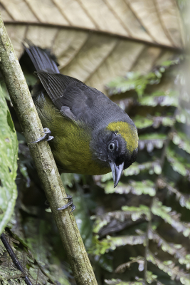 <i class='fa fa-user'></i> Paul van Giersbergen |   Roetmaskertangare  <i class='fa fa-eye'> 82</i>   <i class='fa fa-comment-o'> 0</i>