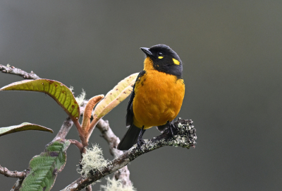 <i class='fa fa-user'></i> Ed Agter |   Druppelbergtangare  <i class='fa fa-eye'> 121</i>  <i class='fa fa-thumbs-up'> 4</i>   <i class='fa fa-comment-o'> 3</i>