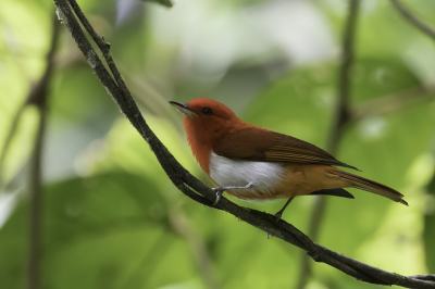 <i class='fa fa-user'></i> Paul van Giersbergen |   Rood-witte Tangare  <i class='fa fa-eye'> 116</i>  <i class='fa fa-thumbs-up'> 7</i>   <i class='fa fa-comment-o'> 2</i>