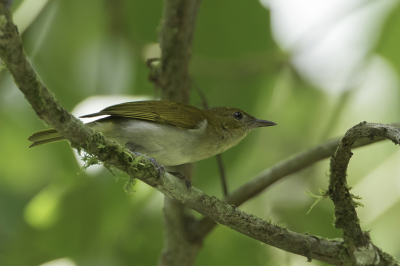 <i class='fa fa-user'></i> Paul van Giersbergen |   Rood-witte Tangare  <i class='fa fa-eye'> 86</i>   <i class='fa fa-comment-o'> 0</i>