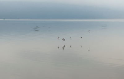 Vlak voordat er een gigantische onweersbui kwam, was het muisstil op het Wad. Het enige was dat er af en toe wat groepjes vogels heen en weer vlogen, het water was bijna spiegelglad. Het was een bijzonder moment, een half uur later trok de wind hard aan en barstte de bui los.