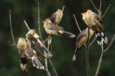 <i class='fa fa-user'></i> Martjan Lammertink |   Guirakoekoek  <i class='fa fa-eye'> 182</i>  <i class='fa fa-thumbs-up'> 5</i>   <i class='fa fa-comment-o'> 3</i>