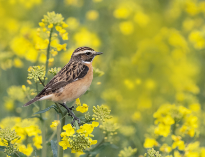 <i class='fa fa-user'></i> Krijn Dijkema |   Paapje  <i class='fa fa-eye'> 372</i>  <i class='fa fa-thumbs-up'> 37</i>   <i class='fa fa-comment-o'> 16</i>