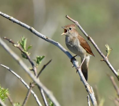 <i class='fa fa-user'></i> ton renniers |   Nachtegaal  <i class='fa fa-eye'> 100</i>   <i class='fa fa-comment-o'> 16</i>