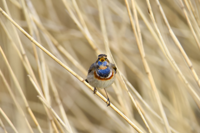 <i class='fa fa-user'></i> PascalK |   Blauwborst  <i class='fa fa-eye'> 90</i>   <i class='fa fa-comment-o'> 14</i>