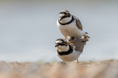 <i class='fa fa-user'></i> wouterroepel |   Kleine Plevier  <i class='fa fa-eye'> 283</i>  <i class='fa fa-thumbs-up'> 13</i>   <i class='fa fa-comment-o'> 7</i>