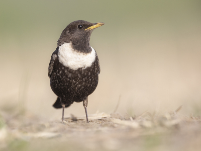 <i class='fa fa-user'></i> Luc Meert |   Beflijster  <i class='fa fa-eye'> 392</i>  <i class='fa fa-thumbs-up'> 35</i>   <i class='fa fa-comment-o'> 14</i>