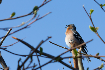 <i class='fa fa-user'></i> Jan Lohman |   Vink  <i class='fa fa-eye'> 87</i>   <i class='fa fa-comment-o'> 14</i>