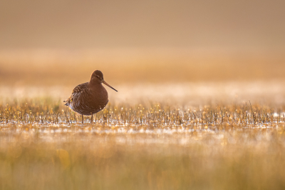 <i class='fa fa-user'></i> Loes Belovics |   Grutto  <i class='fa fa-eye'> 246</i>  <i class='fa fa-thumbs-up'> 20</i>   <i class='fa fa-comment-o'> 8</i>