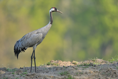 <i class='fa fa-user'></i> Johan G |   Kraanvogel  <i class='fa fa-eye'> 346</i>  <i class='fa fa-thumbs-up'> 18</i>   <i class='fa fa-comment-o'> 8</i>