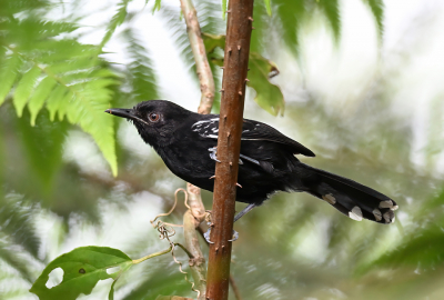 <i class='fa fa-user'></i> Ed Agter |   Spikkelvleugelmiersluiper  <i class='fa fa-eye'> 93</i>   <i class='fa fa-comment-o'> 0</i>