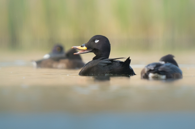 <i class='fa fa-user'></i> Vincent Vuik |   Grote Zee-eend  <i class='fa fa-eye'> 583</i>  <i class='fa fa-thumbs-up'> 48</i>   <i class='fa fa-comment-o'> 23</i>