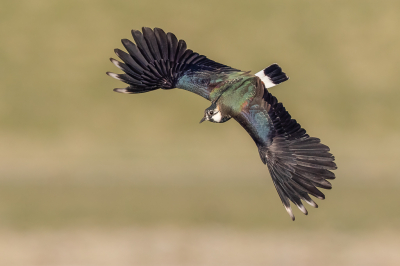 <i class='fa fa-user'></i> Katoo |   Kievit  <i class='fa fa-eye'> 305</i>  <i class='fa fa-thumbs-up'> 25</i>   <i class='fa fa-comment-o'> 18</i>