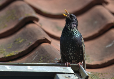 <i class='fa fa-user'></i> RTL |   Spreeuw  <i class='fa fa-eye'> 101</i>  <i class='fa fa-thumbs-up'> 2</i>   <i class='fa fa-comment-o'> 14</i>