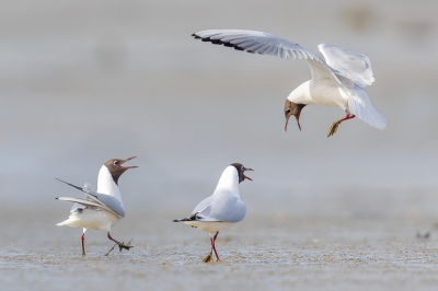 <i class='fa fa-user'></i> Katoo |   Kokmeeuw  <i class='fa fa-eye'> 108</i>  <i class='fa fa-thumbs-up'> 7</i>   <i class='fa fa-comment-o'> 18</i>