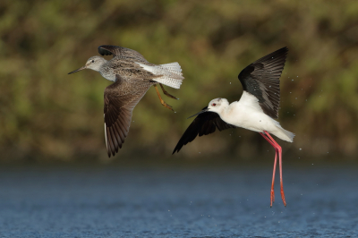 <i class='fa fa-user'></i> horneman69 |   Steltkluut  <i class='fa fa-eye'> 253</i>  <i class='fa fa-thumbs-up'> 21</i>   <i class='fa fa-comment-o'> 10</i>