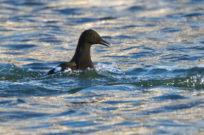 <i class='fa fa-user'></i> corvanspijk |   Zwarte Zeekoet  <i class='fa fa-eye'> 162</i>   <i class='fa fa-comment-o'> 3</i>