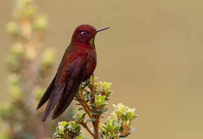 <i class='fa fa-user'></i> charlysax |   Koperglansstaartkolibrie  <i class='fa fa-eye'> 166</i>  <i class='fa fa-thumbs-up'> 15</i>   <i class='fa fa-comment-o'> 6</i>