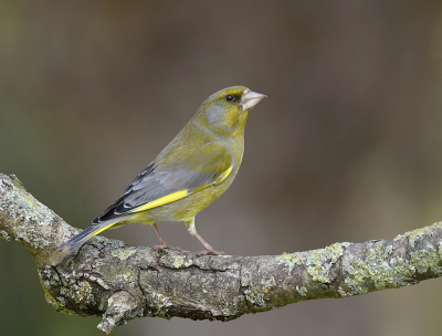 Een stoere Vink vind ik de Groenling. Afgelopen winter niet veel gezien, maar nu is er een paartje aan het nestelen. Af en toe komen ze samen even langs. Hij altijd waakzaam, want de Sperwer is nooit ver weg, aan de geplukte duif te zien...... 10 meter verderop.