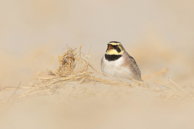 <i class='fa fa-user'></i> Henk Wiebe van der Meulen |   Strandleeuwerik  <i class='fa fa-eye'> 142</i>  <i class='fa fa-thumbs-up'> 10</i>   <i class='fa fa-comment-o'> 18</i>