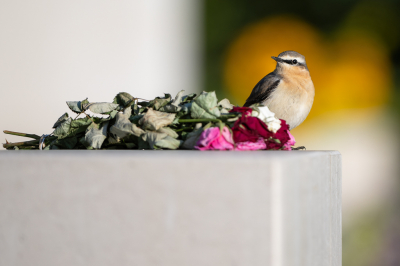 <i class='fa fa-user'></i> Hans Overduin |   Tapuit  <i class='fa fa-eye'> 247</i>  <i class='fa fa-thumbs-up'> 10</i>   <i class='fa fa-comment-o'> 11</i>