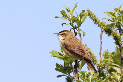 Rietzangers zitten niet altijd in het riet, maar kun je ook aantreffen in naburige struiken. Zijn ze aan het zingen, letten ze iets minder op de fotograaf, zo is mijn ervaring tenminste.