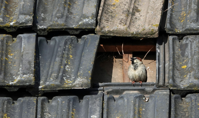 <i class='fa fa-user'></i> nelappelmelk |   Huismus  <i class='fa fa-eye'> 98</i>  <i class='fa fa-thumbs-up'> 1</i>   <i class='fa fa-comment-o'> 14</i>