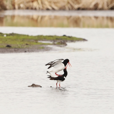 <i class='fa fa-user'></i> wvweperen |   Scholekster  <i class='fa fa-eye'> 83</i>   <i class='fa fa-comment-o'> 17</i>