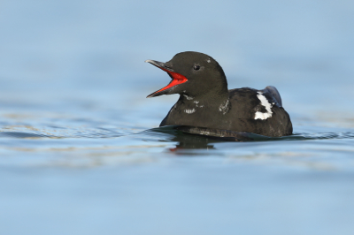 <i class='fa fa-user'></i> thijsglastra |   Zwarte Zeekoet  <i class='fa fa-eye'> 355</i>  <i class='fa fa-thumbs-up'> 14</i>   <i class='fa fa-comment-o'> 22</i>