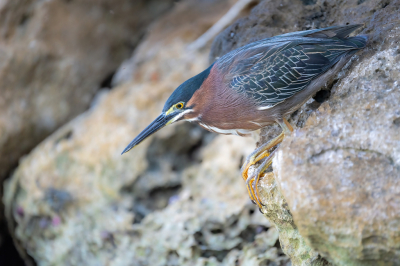 <i class='fa fa-user'></i> wouterroepel |   Groene Reiger  <i class='fa fa-eye'> 171</i>  <i class='fa fa-thumbs-up'> 3</i>   <i class='fa fa-comment-o'> 5</i>