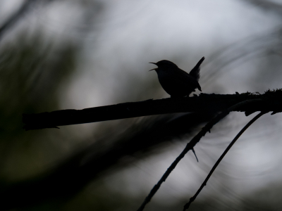 <i class='fa fa-user'></i> Gert-Jan Cromwijk |   Winterkoning  <i class='fa fa-eye'> 83</i>   <i class='fa fa-comment-o'> 14</i>