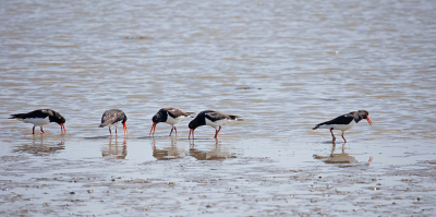 <i class='fa fa-user'></i> Erik van Ark |   Scholekster  <i class='fa fa-eye'> 89</i>   <i class='fa fa-comment-o'> 15</i>