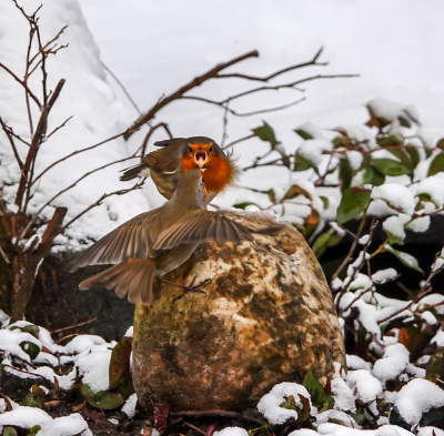 <i class='fa fa-user'></i> jacolienl |   Roodborst  <i class='fa fa-eye'> 105</i>   <i class='fa fa-comment-o'> 14</i>