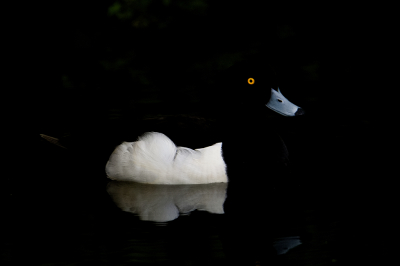 <i class='fa fa-user'></i> PascalK |   Kuifeend  <i class='fa fa-eye'> 246</i>  <i class='fa fa-thumbs-up'> 7</i>   <i class='fa fa-comment-o'> 8</i>