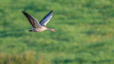 <i class='fa fa-user'></i> Freddy69 |   Grauwe Gans  <i class='fa fa-eye'> 86</i>   <i class='fa fa-comment-o'> 12</i>