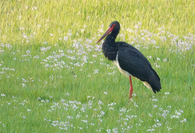 Afgelopen vrijdag reed ik met de bus naar mijn werk van Vaals richting Maastricht. Ik zag op een gegeven moment een grote zwarte vogel in een wei landen. Ik had een vermoeden wat het was.

Diezelfde vrijdag ging ik in de namiddag met een vriend op vlinderjacht en die vertelde me dat ie in dezelfde buurt een grote zwarte vogel had gezien. Hij had ook een foto ervan, een Zwarte Ooievaar dus.

De zaterdag erna ben ik heel vroeg op pad gegaan en jawel hoor, het duurde niet lang of ik zag hem vliegen en toen landde hij in een mooi veldje met Pinksterbloemen.

Stukje voor stukje korterbij geslopen en ... hebbes !!! Blij als een kind en vol adrenaline wandelde ik met een grote smile weer richting Vaals terug.

2e keer voor me dat ik hem kon fotograferen.