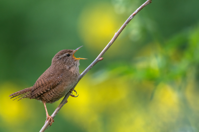 <i class='fa fa-user'></i> kevinhollmann |   Winterkoning  <i class='fa fa-eye'> 96</i>  <i class='fa fa-thumbs-up'> 6</i>   <i class='fa fa-comment-o'> 16</i>